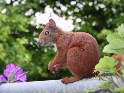 请捐赠，咖啡捐赠，贝宝，请欣赏，松鼠，雪兔，阳台，内格尔