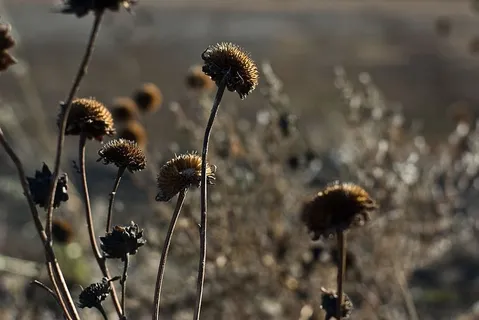 茎，野花，秋天，秋天，田野，草原，博克，金色
