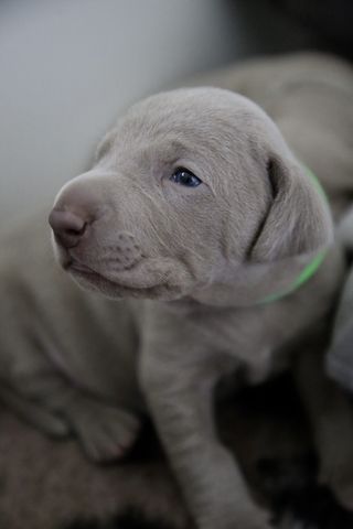 短镀银小狗特写照片