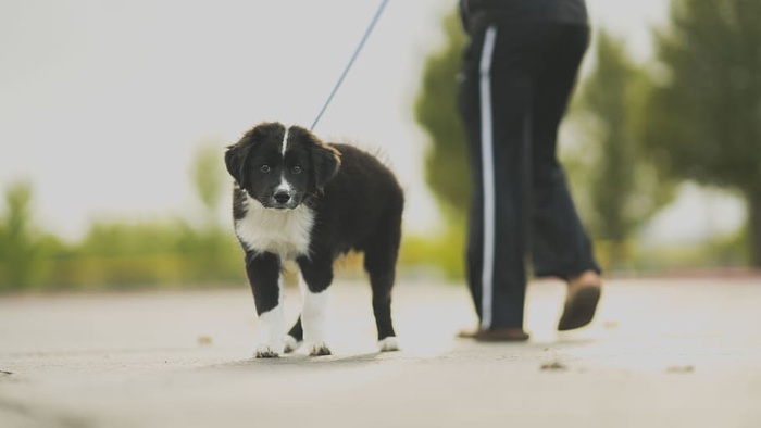 黑白边境牧羊犬在穿着运动裤的人旁边散步