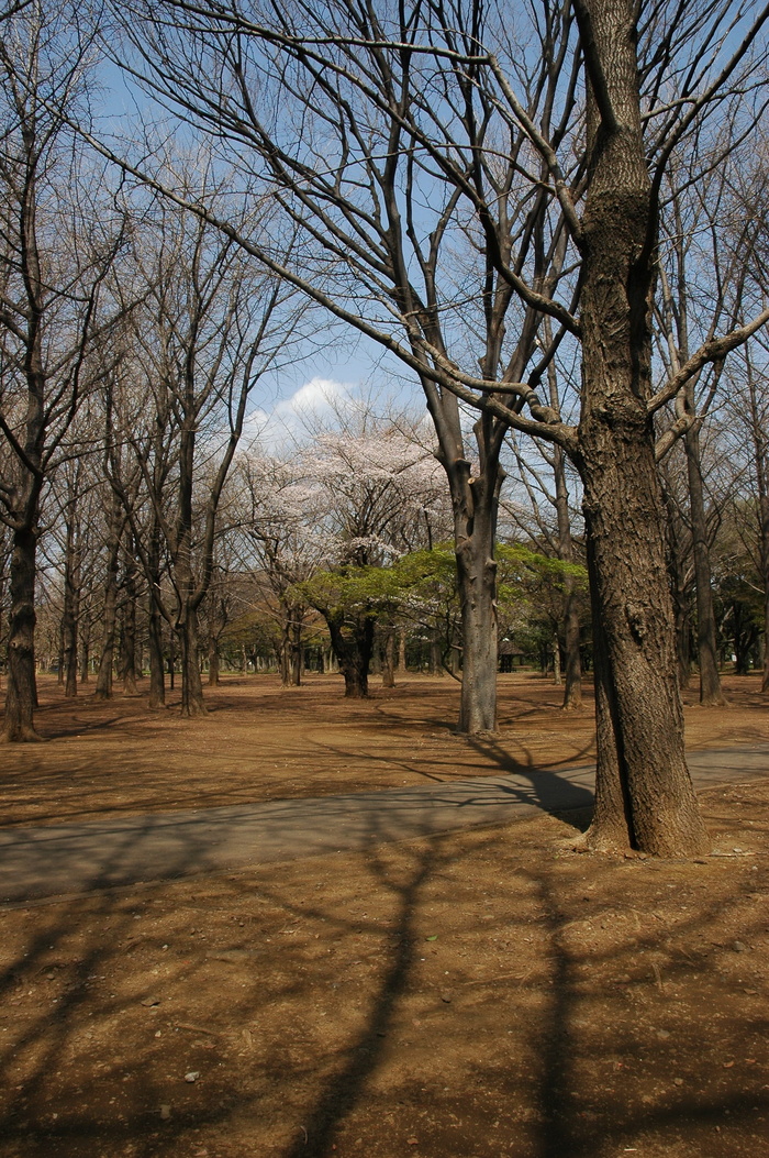 yoyogi公园，东京都市区，涩谷，yoyogikamizono町，晋南町，树，植物，裸树