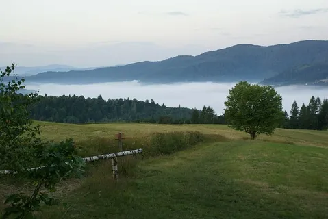 早晨,雾,草地,早晨,雾,路,桦树,树 早晨,雾,草地,早晨,雾,路,桦树,树