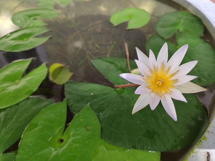 花，自然，绿色，开花植物，脆弱性，脆弱性，新鲜度，植物