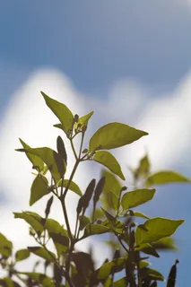 绿叶植物的选择性聚焦摄影 绿叶植物的选择性聚焦摄影