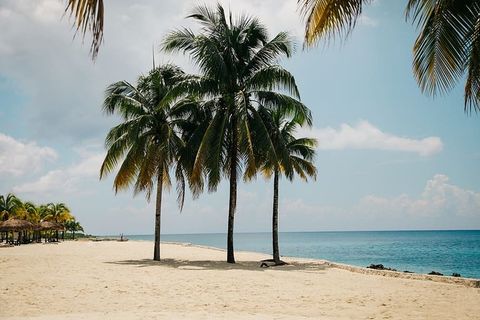 白天海滩上的椰子树 白天海滩上的椰子树