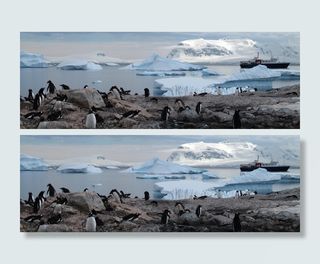 风景摄影，企鹅，南极洲，动物，旅游，荒野，雪，鸟