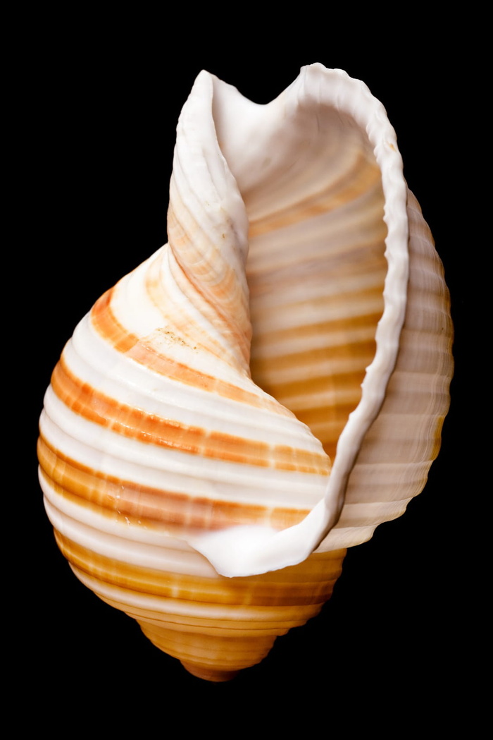 骨骼，特写，特写，科克尔贝壳，海螺，珊瑚，科里，孤立
