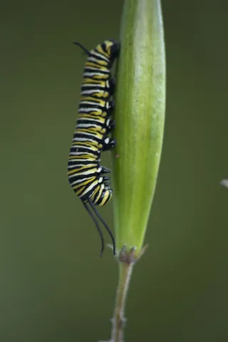 帝王蝶，毛毛虫，野生动物，马利筋，种子荚，绿色，蝴蝶，条纹