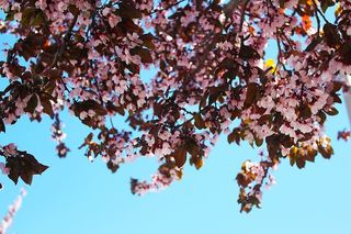 自然，花朵，公园，模糊，开花，开花，开花，明亮