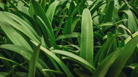 草、自然、草地、背景、特写、自然、图案、闪亮