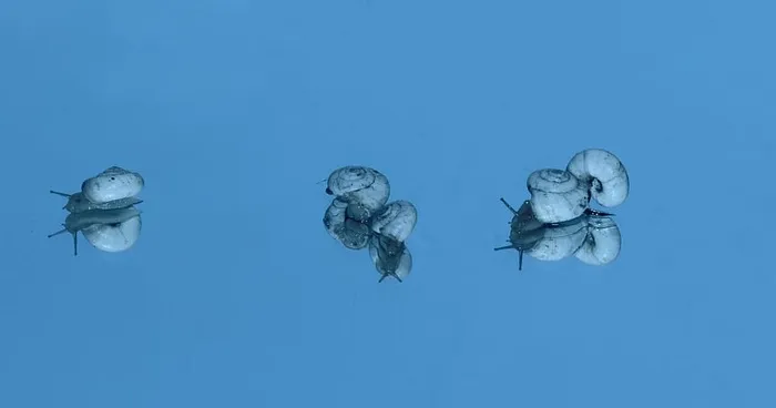 蜗牛，贝壳，倒影，镜子，我的周六，蓝色，水下，大海