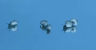 蜗牛，贝壳，倒影，镜子，我的周六，蓝色，水下，大海