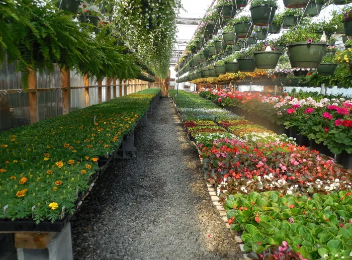 各种花卉，花卉，温室，花园，植物，绿化，园艺，园艺