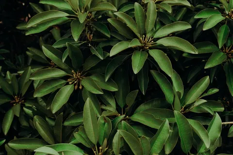 绿叶特写照片 绿叶特写照片