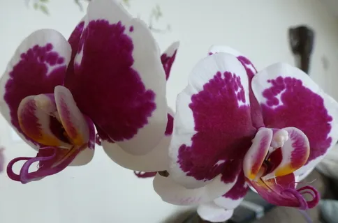 兰花,蛾兰,蝴蝶兰,花,开花,开花,开花植物,花瓣 兰花,蛾兰,蝴蝶兰,花,开花,开花,开花植物,花瓣