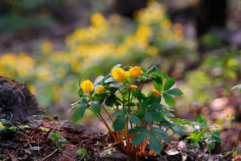 避免芽、野花、春花、自然、黄色、花、开花植物、植物