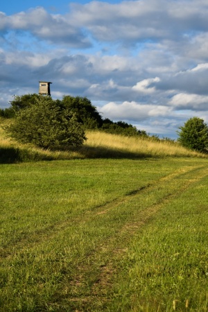 自然，道路，格拉斯，捷克，天空，蓝色，树，树