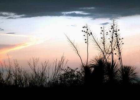 季风、剪影、沙漠、图森、天空、亚利桑那、日落、自然