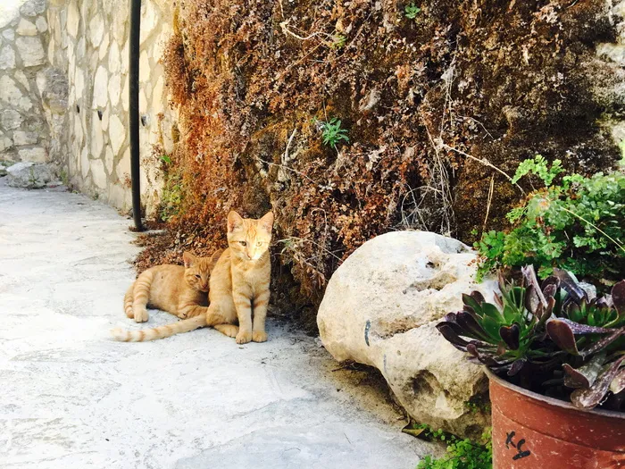 动物，宠物，花园，花，植物，姜，尾巴，猫