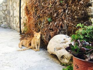 动物，宠物，花园，花，植物，姜，尾巴，猫