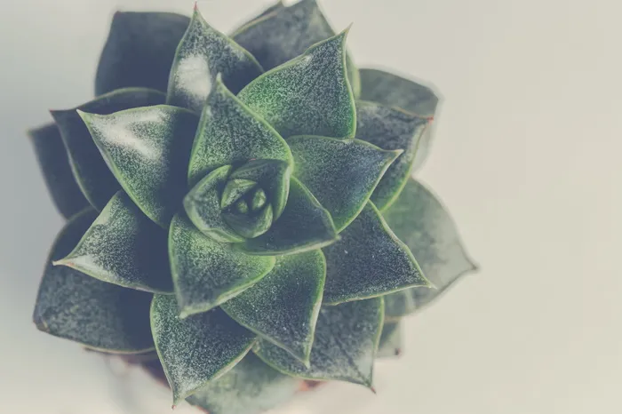 绿色多汁植物