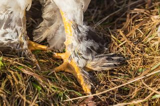 春季悬挂，爪，爪，鸡，种鸡，鸟，农业，比尔