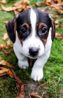 鼠梗小狗，小狗，狗，可爱，小狗，宠物，动物肖像，动物