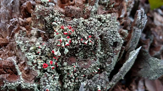 自然、冬季、地衣、树桩、植物、生长、低温、白天 自然、冬季、地衣、树桩、植物、生长、低温、白天