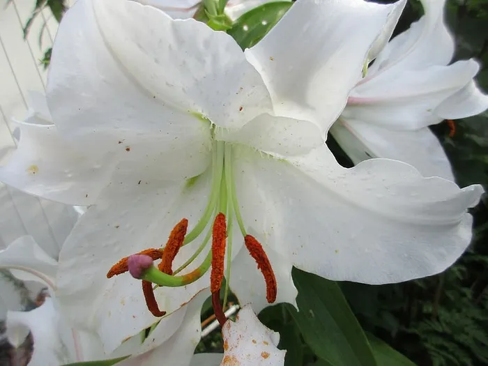 礼来，白礼来，花，开花，开花植物，生长，自然之美，花瓣