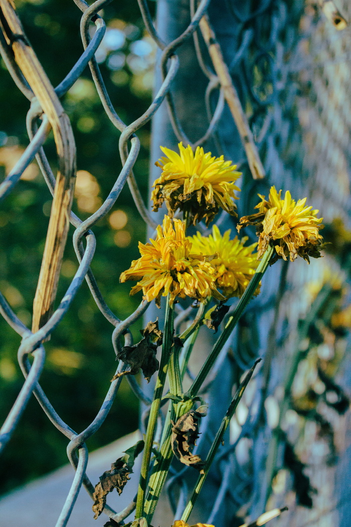美国，华盛顿，友谊高地，花，开花植物，植物，黄色，生长
