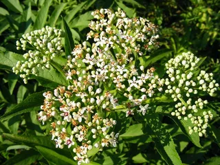 丹沃、艾布鲁、接骨木、花卉、草本、接骨木、杂草、植物