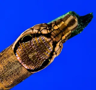 毛毛虫，棕色，如何一根树枝，接近，一只动物，蓝色，动物，动物主题