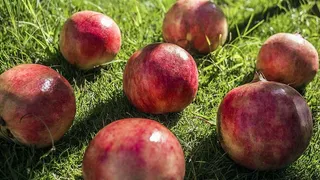水果、植物、苹果、食品、草、田地、草莓、农产品