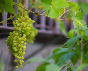 自然，葡萄，水果，葡萄，葡萄，水果，绿色葡萄，绿色，餐桌葡萄