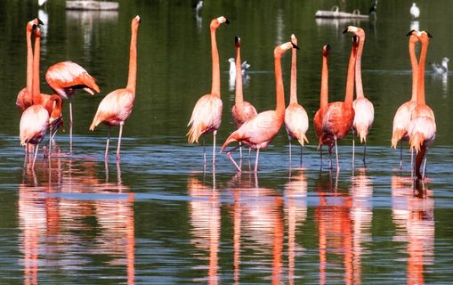橙鸟，古巴，火烈鸟，涉水，水，线，鸟，鸟