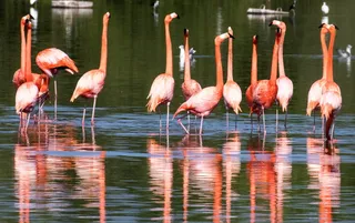 橙鸟，古巴，火烈鸟，涉水，水，线，鸟，鸟