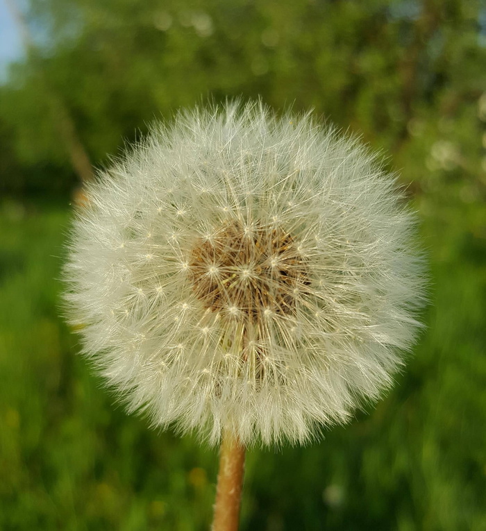 植物、绿色、自然、花园、户外、彩色、白色、自然