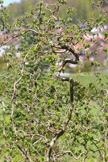 大自然，植物，旋涡生长，观赏植物，生长，树木，大自然之美，绿色
