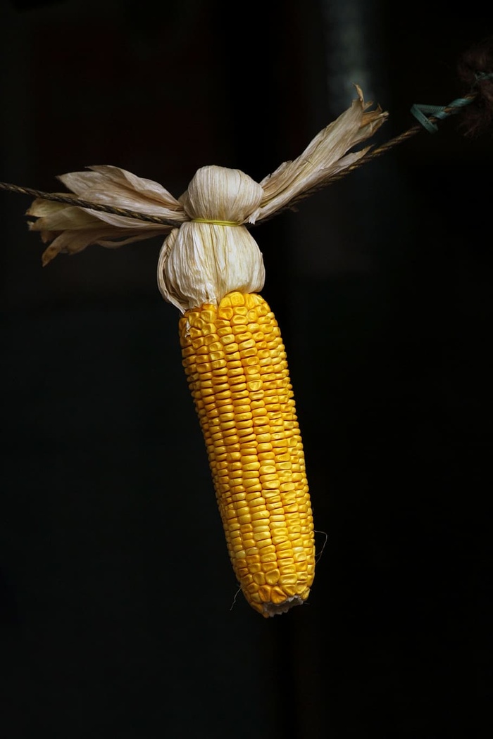 玉米、谷物、玉米、食品、黄色、种子、有机、健康