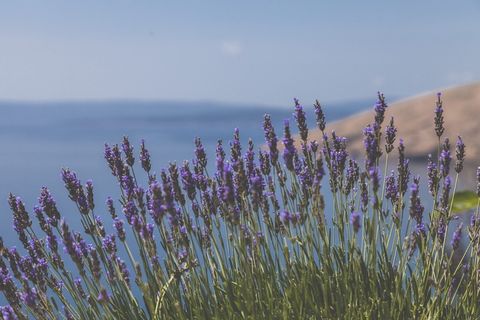 盛开的紫色风信子