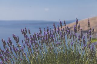 盛开的紫色风信子