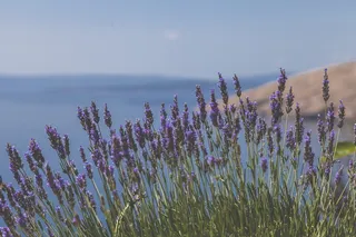 盛开的紫色风信子