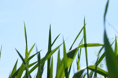 绿叶,低,角度摄影,绿色,小草,仰望,辽阔,天空 绿叶,低,角度摄影,绿色,小草,仰望,辽阔,天空