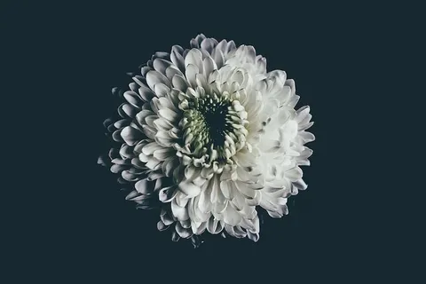 选择性,聚焦摄影,白色,菊花,花朵,花瓣,花朵,花园 选择性,聚焦摄影,白色,菊花,花朵,花瓣,花朵,花园