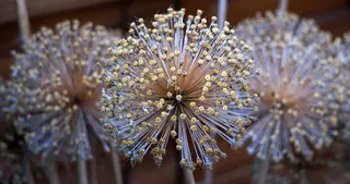 观赏洋葱、褪色、干燥、枯萎、自然、植物、开花植物、花