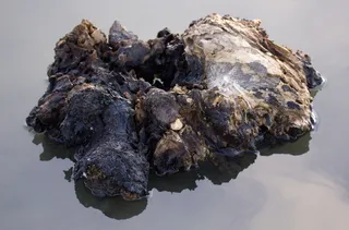 水，反射，风化，岩石，动物主题，动物，岩石-物体，没有人