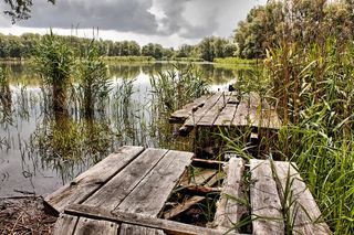 湖，芦苇，水，网，生物区，病态，植物，木材-材料