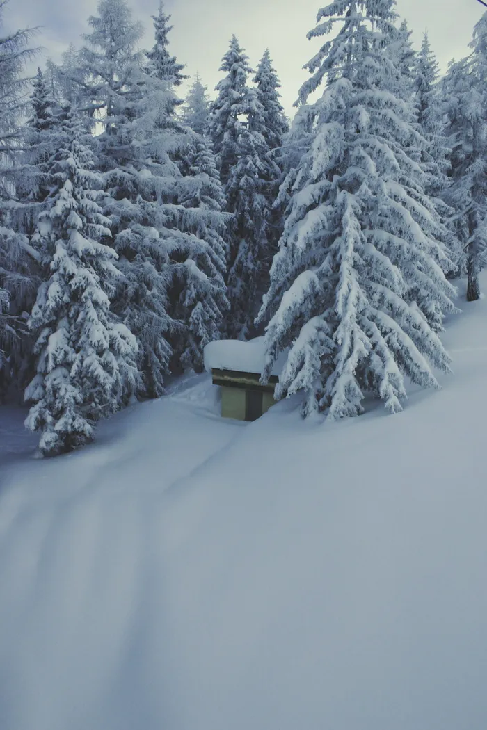 自然，毯子，雪，森林，树木，松树，小屋，小屋