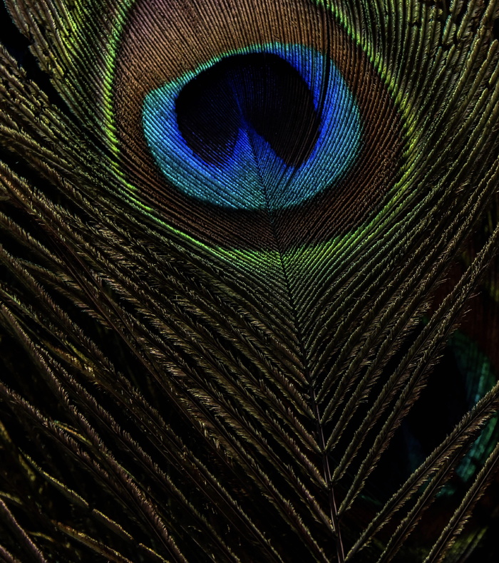 动物，鸟，孔雀，地毯，蜘蛛网，野鸡，野生动物，鸭子