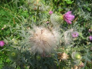 蓟、花籽、白色、自然、夏季、一年中的时间、野生植物、野花
